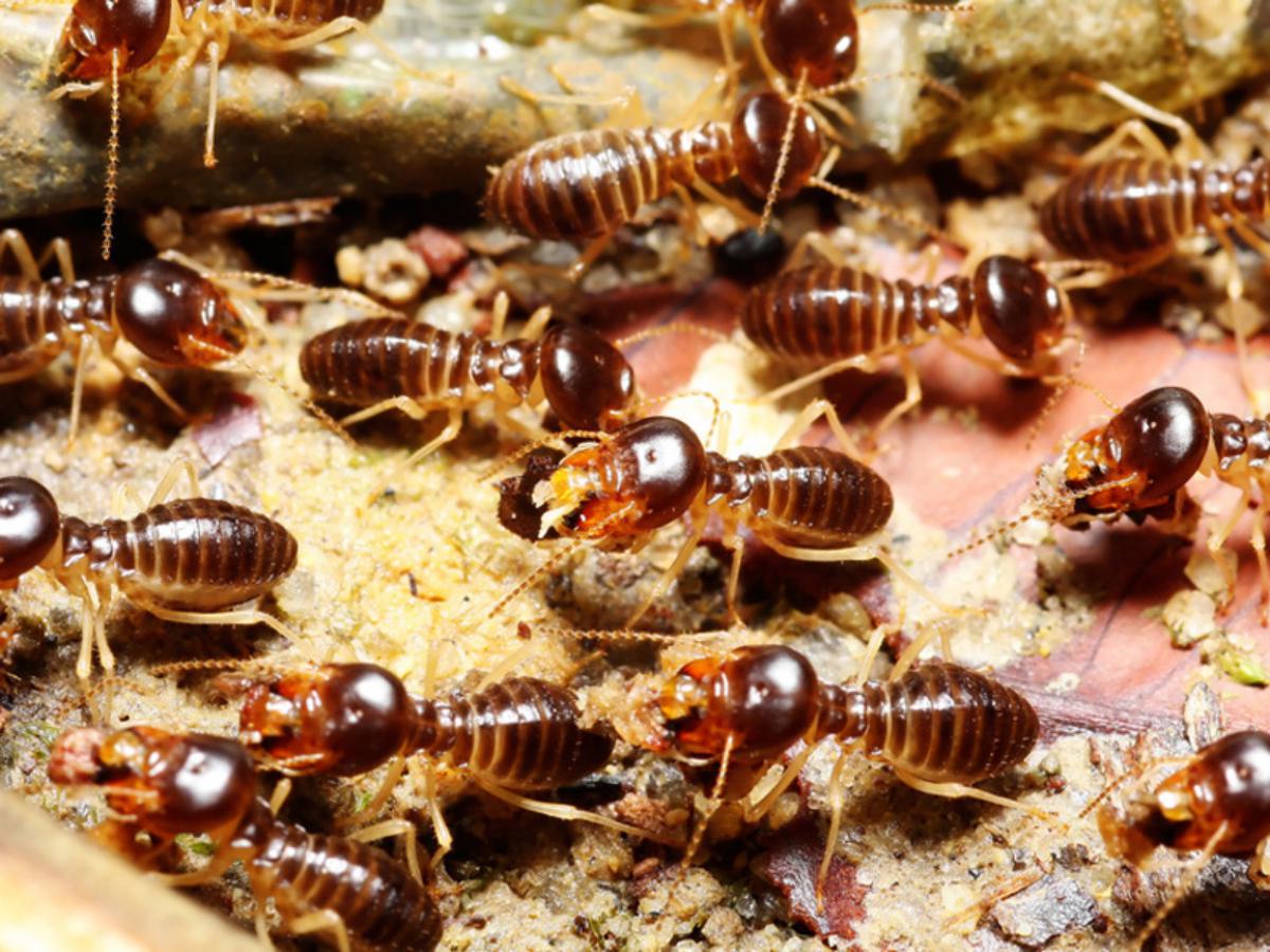 Diagnostic Termites